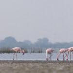 Gaudy Lesser Flamingos at Little Rann of Kutch (image by Mike Watson)