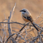 Long-tailed Shrike at Blackbuck National Park. Sadly shrikes seem to be less common in the Indian countryside these days (image by Mike Watson)