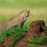 A female leopard on a termite mount (image by Oliver Krueger)