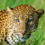 Up, close, and personal with a male leopard (image by Oliver Krueger)