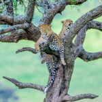 Male and female leopard resting in a tree (image by Oliver Krueger)