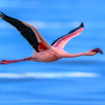 Lesser Flamingo in flight at Lake Magadi (image by Oliver Krueger)