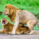 All those baby lions need to come from somewhere (image by Oliver Krueger)