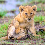 A tiny lion cub, about a month old (image by Oliver Krueger)