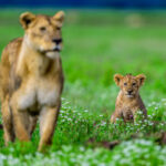An adorable lion cub with its mother (image by Oliver Krueger)