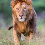A lion male in its prime (image by Oliver Krueger)