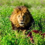 A lion male does not give up a carcass easily (image by Oliver Krueger)