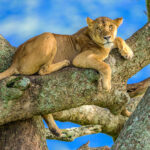 Lioness resting in a tree, now a common behaviour in the Serengeti (image by Oliver Krueger)