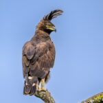 Long-crested Eagle, one of the most beautiful birds of prey in Africa (image by Oliver Krueger)