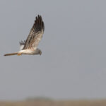 Montagu’s Harrier male at Blackbuck National Park, home to the world’s largest winter harrier roost (image by Mike Watson)