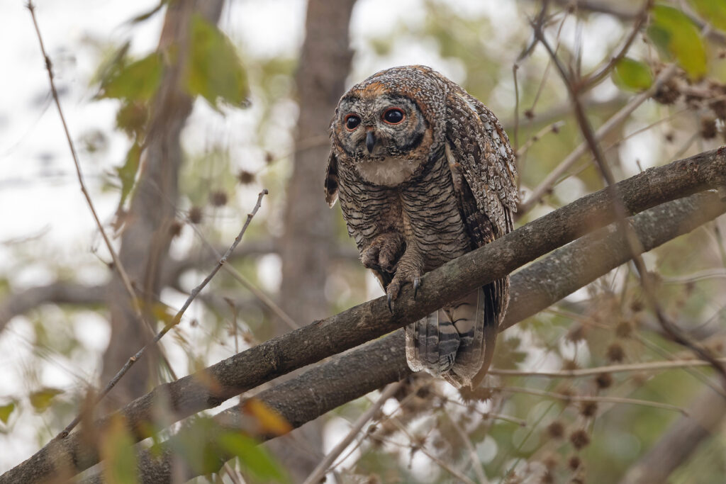A feisty Mottled Wood Owl in Tadoba Andhari Tiger Reserve (image by Mike Watson)