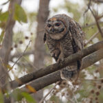 A feisty Mottled Wood Owl in Tadoba Andhari Tiger Reserve (image by Mike Watson)