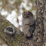A Mottled Wood Owl blends in perfectly to the tree bark of its nest site at Tadoba Andhari Tiger Reserve (image by Mike Watson)