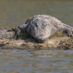 Mugger Crocodile on the other hand is much more dangerous! (image by Mike Watson)