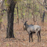 A Nilgai, or Blue Bull as the males are called deep in the forest at Tadoba Andhari Tiger Reserve. The antelope that looks like it is made from soare parts of other animals (image by Mike Watson)