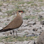 Oriental Pratincoles were dotted around the dry lake beds at the Little Rann of Kutch (image by Mike Watson)