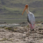A Painted Stork by the tranquil Chambal River (image by Mike Watson)