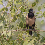 Rosy Starlings gather in their thousands at the Little Rann of Kutch to gorge on Salvadora persica berries, before their northward migration to Central Asia (image by Mike Watson)