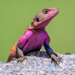 The colourful male Rock Agama tries to impress females (image by Oliver Krueger)