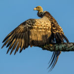 A massive Rupell's Vulture suns itself in the morning at Lake Ndutu (image by Oliver Krueger)
