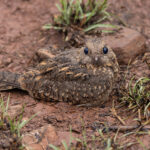 A goggle-eyed Savannah Nightjar at Tadoba Andhari Tiger Reserve, in a strange reaction to some noisy tourists (image by Mike Watson)