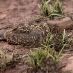 Savannah Nightjar, a more normal relaxed pose at Tadoba Andhari Tiger Reserve (image by Mike Watson)