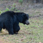 Sloth Bears are apparently on the decline in Tadoba Andhari Tiger Reserve in response to a surge in tiger numbers (image by Mike Watson)