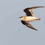 Small Pratincoles were again numerous on the sandy banks of the Chambal River (image by Mike Watson)