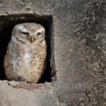 A Spotted Owlet peers out of its des res in the little village of Holi Pura, before it was rudely evicted (image by Mike Watson)