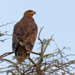 Ridiculously close views of Steppe Eagle at Blackbuck National Park was a feature of our 2024 tour, they appeared to be following Wolf kills (image by Mike Watson)