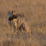 Young Striped Hyaenas raise their shaggy manes to make themselves look more threatening (image by Mike Watson)