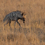 A Striped Hyaena has found some tasty dead animal part to chew on in the early morning golden light (image by Mike Watson)