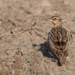 Sykes was probably not quite as proud of his other bird, the rather underwhelming Sykes’s Lark (image by Mike Watson)