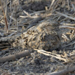 Point-blank daytime views of the intricately camouflaged Sykes’s Nightjar was another highlight of the 2024 tour, lucky as we missed it at the Little Rann of Kutch for the first time (image by Mike Watson)