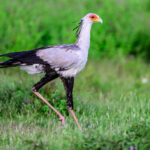 Always on the run in search of snakes, a Secretary bird (image by Oliver Krueger)