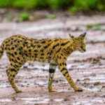While we were not blessed with many Serval sightings, this one came rather close (image by Oliver Krueger)