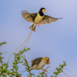 A Straw-tailed Whydah in full display towards a female (image by Oliver Krueger)