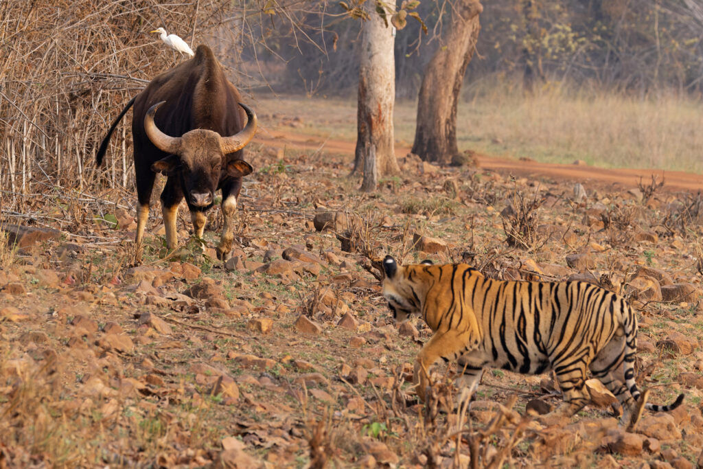 A brave Gaur, complete with Cattle Egret adornment in a stand-off with a Tiger at Tadoba Andhari Tiger Reserve (image by Mike Watson)