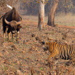 A brave Gaur, complete with Cattle Egret adornment in a stand-off with a Tiger at Tadoba Andhari Tiger Reserve (image by Mike Watson)