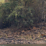 The Tigress by the lake at Teliya, deep in the heart of Tadoba Andhari Tiger Reserve (image by Mike Watson)