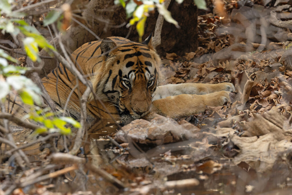 Chotka Matka, the biggest and baddest boss of Tadoba Andhari Tiger Reserve (image by Mike Watson)