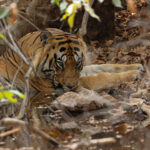 Chotka Matka, the biggest and baddest boss of Tadoba Andhari Tiger Reserve (image by Mike Watson)