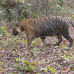 A camera trap style image of Chota Makta, showing his massive bulk. The heaviest tiger recorded, from UP state was not far off 400kg. Chokta Makta is thought to be around 275+kg (Image by Mike Watson)