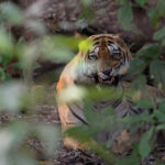 A genuinely snarling Chota Makta awakes from his slumber (image by Mike Watson)