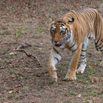 Choti Tara (‘Little Star’) has reigned supreme in the core area of Tadoba Andhari Tiger Reserve since we first saw her there in 2018, outliving supermodel Tigress Maya. She is still going strong in 2024 (image by Mike Watson)