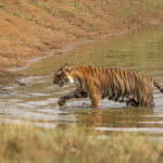 Clever Choti Tara takes a dip to cool off before setting off on a long walk to one of her favourite waterholes (image by Mike Watson)