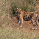 Don’t look back in anger Choti Tara. She is known for her bad temper and regularly charges jeeps (image by Mike Watson)