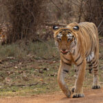 Choti Tara sets off for a walk along one of Tadoba’s busy jeep tracks, entourage of tourist admirers in tow (image by Mike Watson)