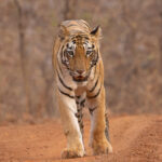 Close-up of a Tiger from Neemdela Gate, just another tiger walking on a jeep track (image by Mike Watson)