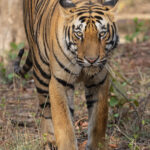 Are you looking at me? Tiger in Tadoba Andhari Tiger Reserve (image by Mike Watson)